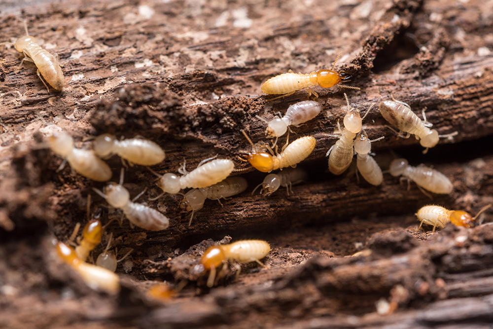 Close up termites found while preforming home inspection services