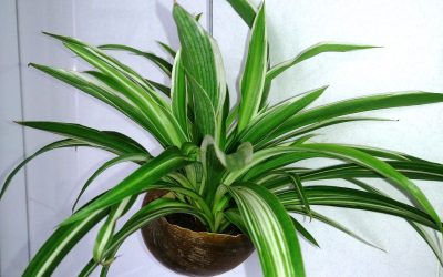5 Safe Houseplants for Kids and Pets